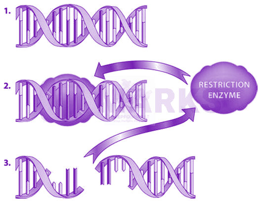 NEET 2019 Zoology, Biotechnology - Principles and Processes — solution figure
