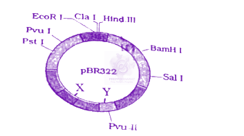NEET 2024 Zoology, Biotechnology - Principles and Processes — question figure