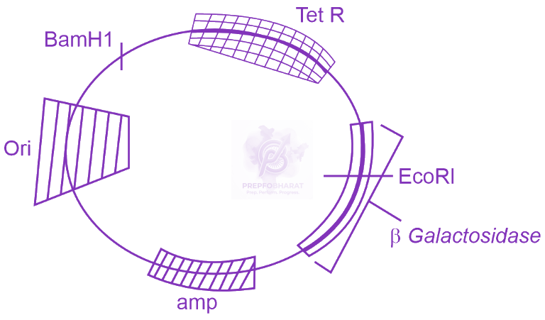 NEET 2025 Zoology, Biotechnology - Principles and Processes — question figure