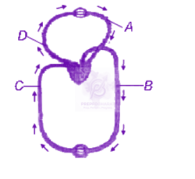 NEET 2013 Zoology, Body Fluids and Circulation — question figure