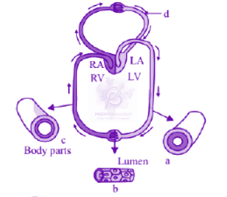 NEET 2013 Zoology, Body Fluids and Circulation — question figure