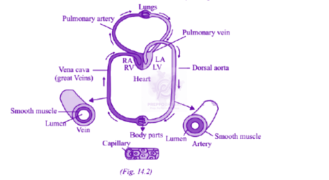 NEET 2013 Zoology, Body Fluids and Circulation — solution figure 1