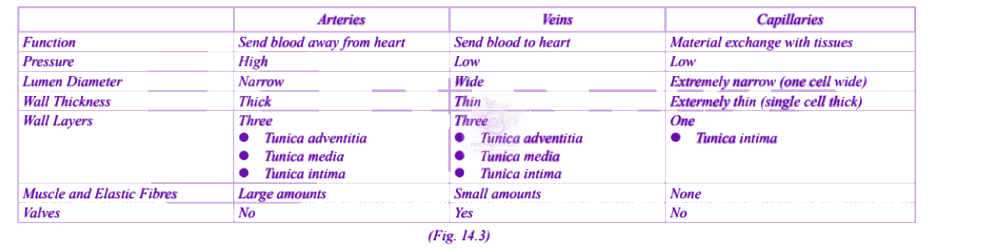 NEET 2013 Zoology, Body Fluids and Circulation — solution figure 2