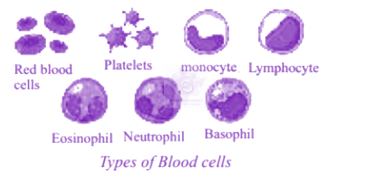 NEET 2013 Zoology, Body Fluids and Circulation — solution figure