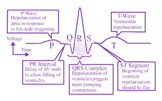 NEET 2020 Zoology, Body Fluids and Circulation — solution figure