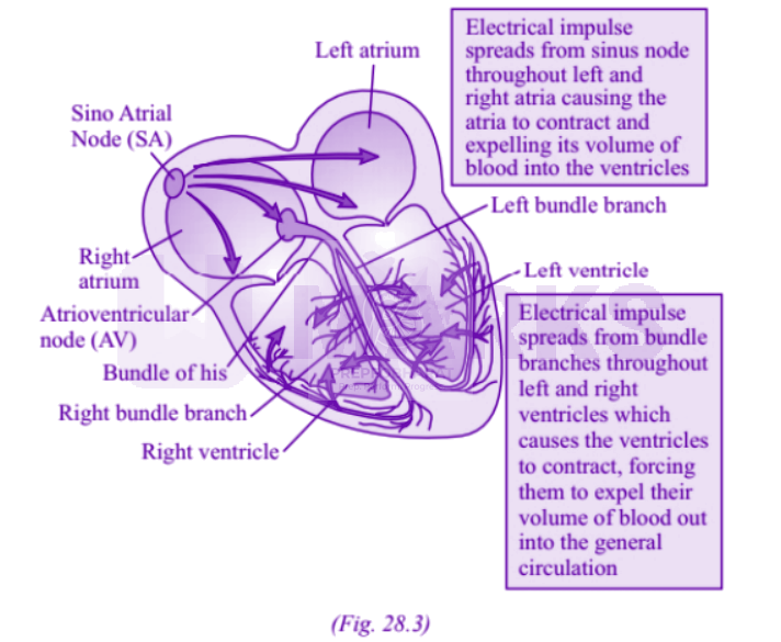 NEET 2004 Zoology, Breathing and Exchange of Gases — solution figure
