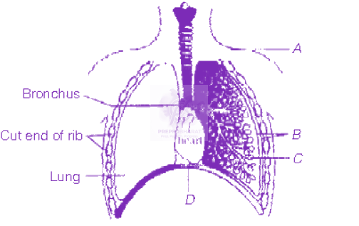 NEET 2013 Zoology, Breathing and Exchange of Gases — question figure