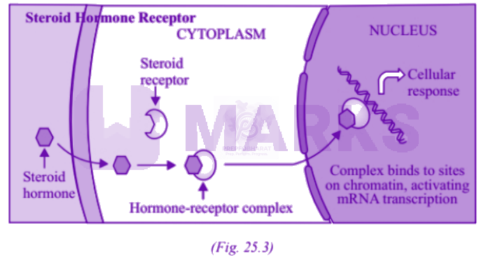 NEET 2007 Zoology, Chemical Coordination and Integration — solution figure