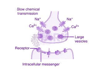 NEET 2018 Zoology, Chemical Coordination and Integration — solution figure