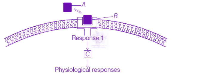 NEET 2019 Zoology, Chemical Coordination and Integration — question figure