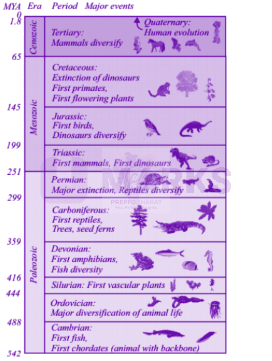 NEET 2013 Zoology, Evolution — solution figure