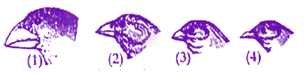 NEET 2024 Zoology, Evolution — question figure