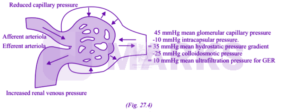 NEET 2005 Zoology, Excretory Products and their Elimination — solution figure