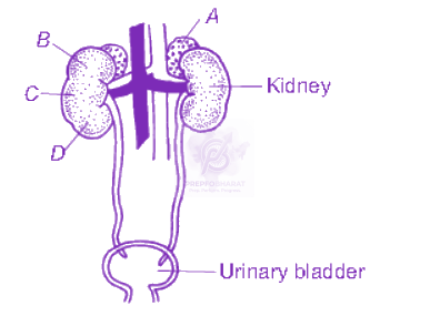 NEET 2013 Zoology, Excretory Products and their Elimination — question figure