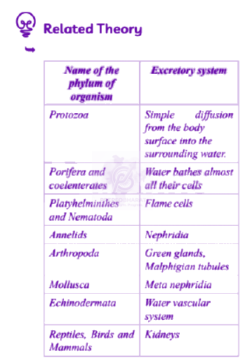 NEET 2013 Zoology, Excretory Products and their Elimination — solution figure