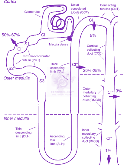 NEET 2019 Zoology, Excretory Products and their Elimination — solution figure