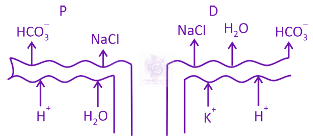 NEET 2025 Zoology, Excretory Products and their Elimination — option A figure