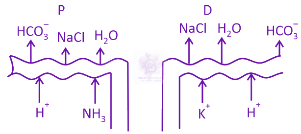 NEET 2025 Zoology, Excretory Products and their Elimination — option B figure