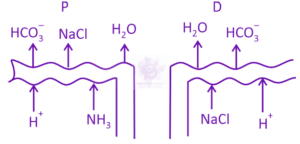 NEET 2025 Zoology, Excretory Products and their Elimination — option C figure