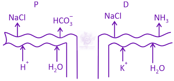 NEET 2025 Zoology, Excretory Products and their Elimination — option D figure