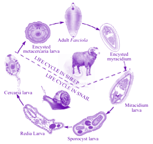 NEET 2003 Zoology, Human Health and Diseases — solution figure