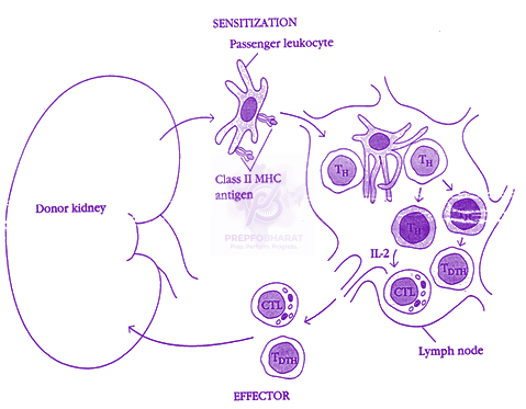 NEET 2019 Zoology, Human Health and Diseases — solution figure