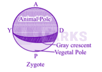 NEET 2005 Zoology, Human Reproduction — solution figure