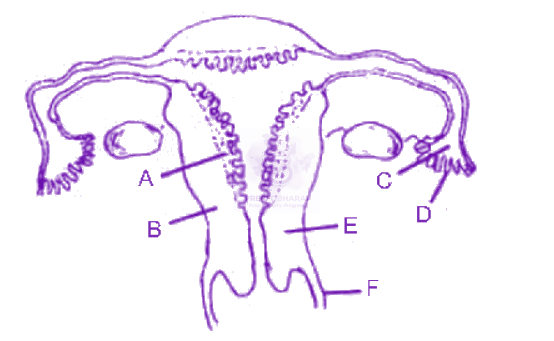 NEET 2011 Zoology, Human Reproduction — question figure