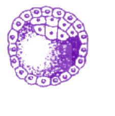 NEET 2012 Zoology, Human Reproduction — question figure 1