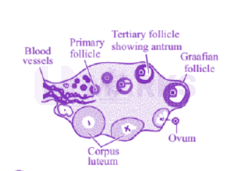 NEET 2013 Zoology, Human Reproduction — solution figure 1