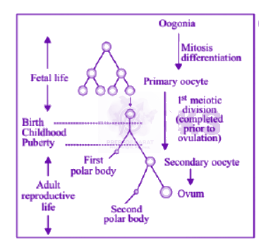 NEET 2013 Zoology, Human Reproduction — solution figure 2