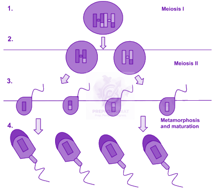 NEET 2018 Zoology, Human Reproduction — solution figure