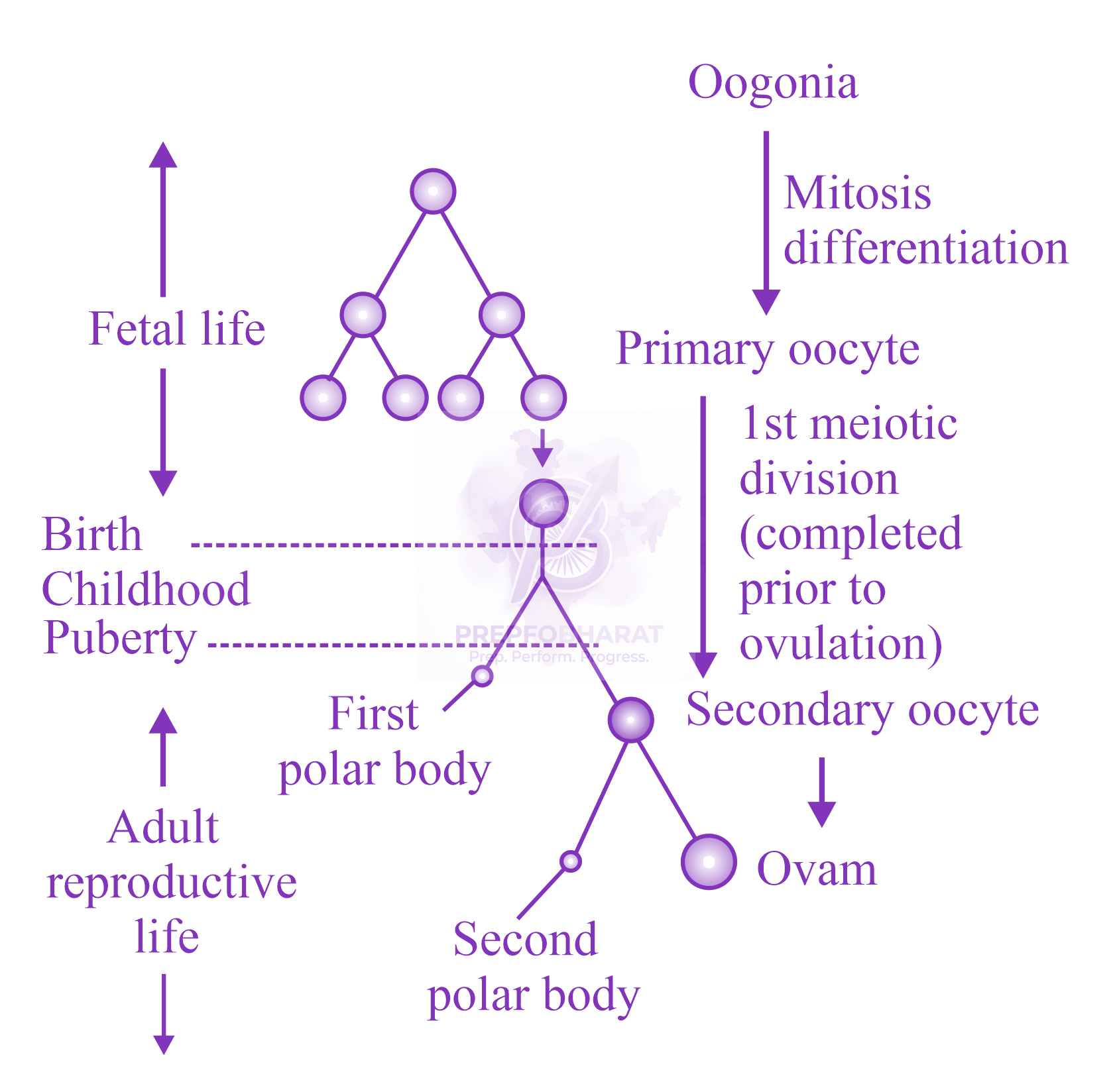 NEET 2022 Zoology, Human Reproduction — solution figure