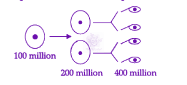 NEET 2022 Zoology, Human Reproduction — solution figure