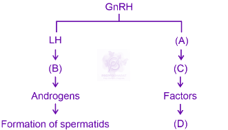 NEET 2024 Zoology, Human Reproduction — question figure
