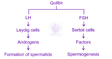 NEET 2024 Zoology, Human Reproduction — solution figure