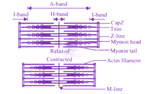 NEET 2013 Zoology, Locomotion and Movement — solution figure 1