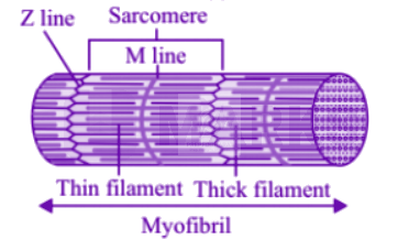 NEET 2013 Zoology, Locomotion and Movement — solution figure 2
