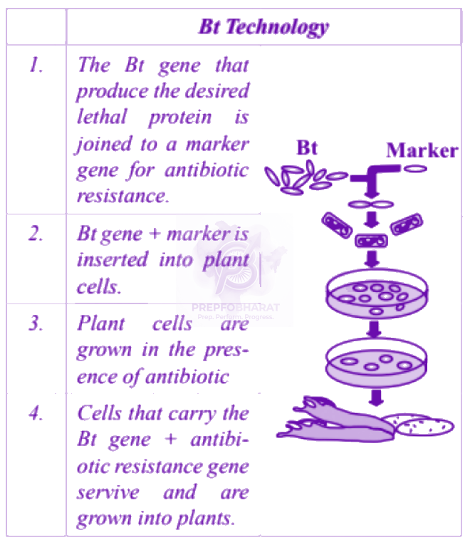 NEET 2013 Zoology, Microbes in Human Welfare — solution figure