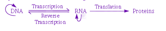 NEET 2010 Zoology, Molecular Basis of Inheritance — solution figure