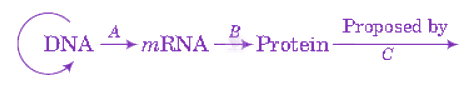 NEET 2013 Zoology, Molecular Basis of Inheritance — question figure