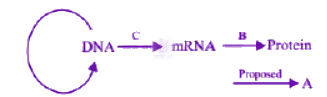 NEET 2013 Zoology, Molecular Basis of Inheritance — question figure