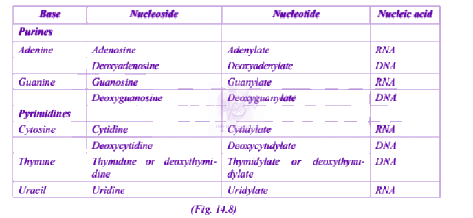 NEET 2013 Zoology, Molecular Basis of Inheritance — solution figure