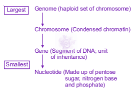 NEET 2015 Zoology, Molecular Basis of Inheritance — solution figure