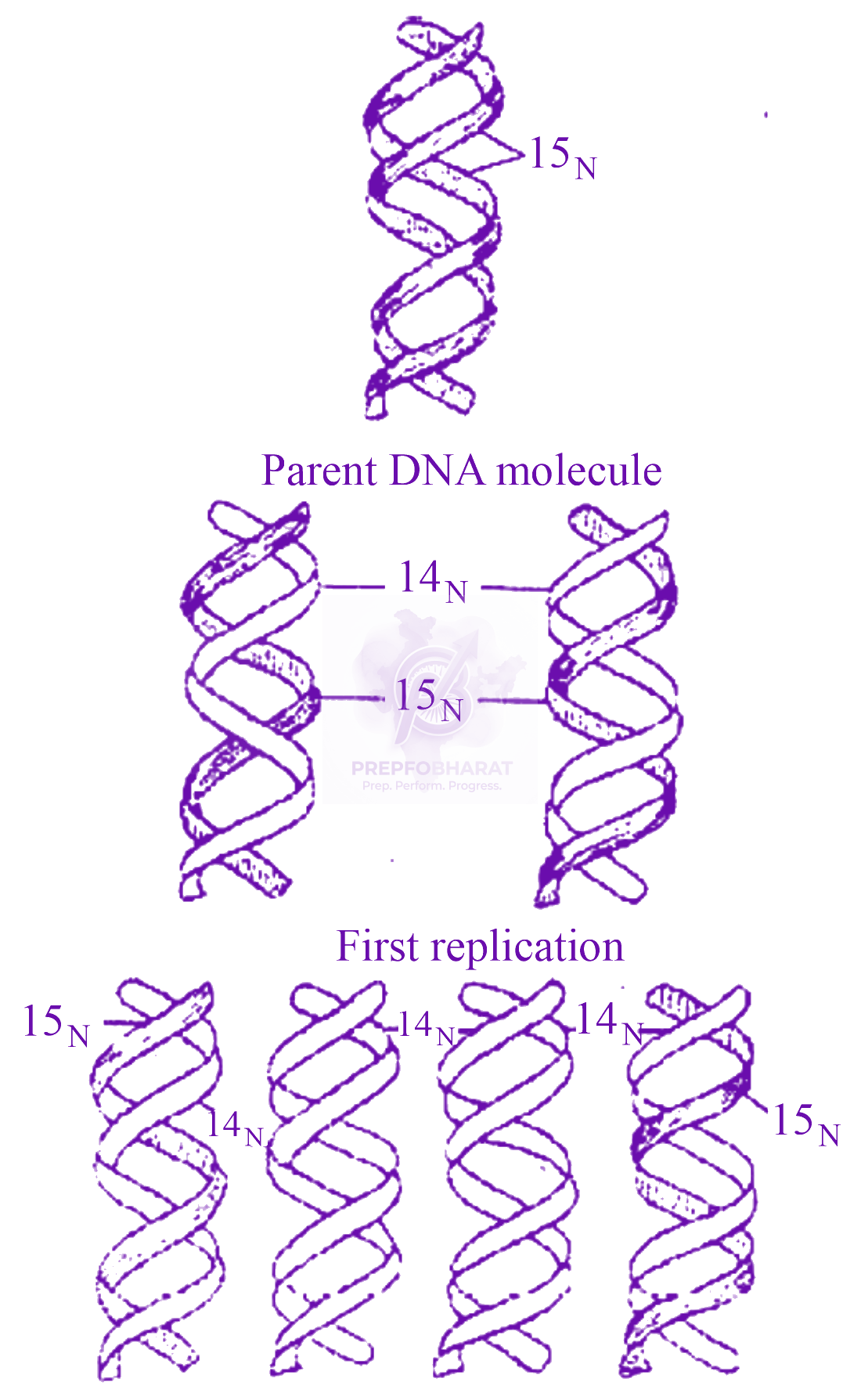 NEET 2018 Zoology, Molecular Basis of Inheritance — solution figure