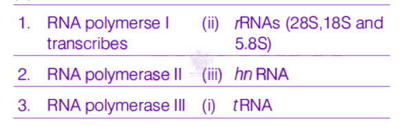 NEET 2019 Zoology, Molecular Basis of Inheritance — solution figure