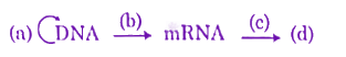 NEET 2021 Zoology, Molecular Basis of Inheritance — question figure
