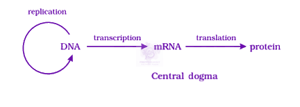 NEET 2021 Zoology, Molecular Basis of Inheritance — solution figure