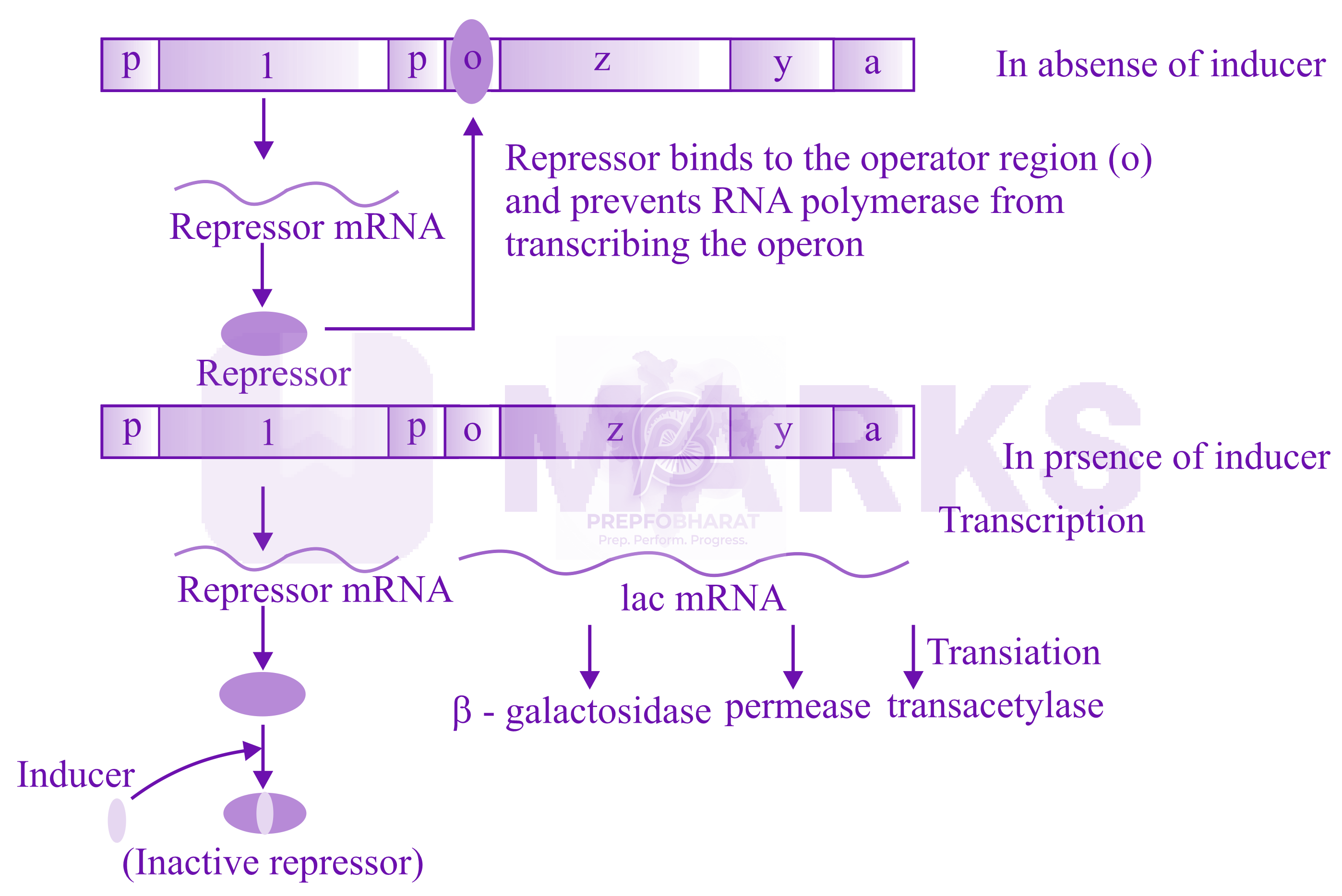 NEET 2022 Zoology, Molecular Basis of Inheritance — solution figure
