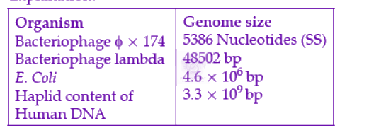 NEET 2022 Zoology, Molecular Basis of Inheritance — solution figure